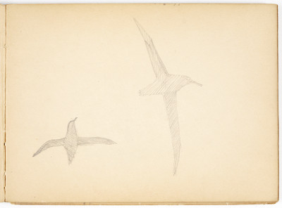 Seabirds